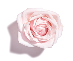 Musc rose oil Musc rose oil