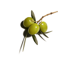 Olive squalane Olive squalane
