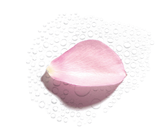Eau de rose bio Eau de rose bio
