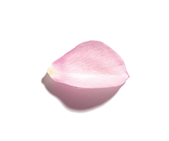 Rose essential oil Rose essential oil