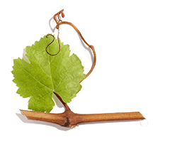 Viniferina Viniferina