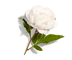 White peony White peony