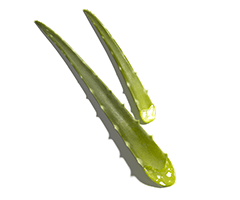 Aloe vera özü