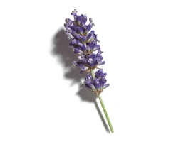Ätherisches Öl aus Lavendel