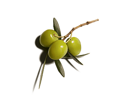 Skwalan z oliwek