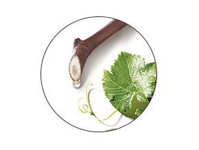 Viniferine
