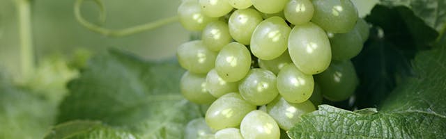 Polifenoli di vinaccioli d'uva
