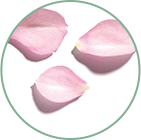 Organic rose hydrolat