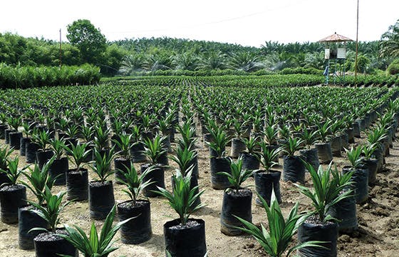 Island of Sumatra – Indonesia